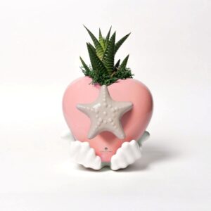 Pianta grassa in cuore Margi  stella rosa fondente /cappuccino