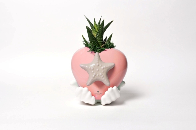 Pianta grassa in cuore Margi stella rosa fondente /cappuccino