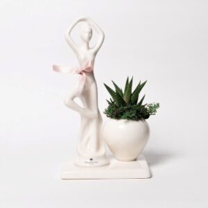 Pianta grassa in vasetto Ballerina su base bianco