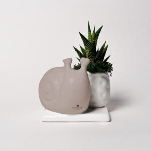 Pianta grassa in vasetto Lumaca su base cappuccino