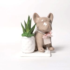 Pianta grassa in vasetto Dog su base cappuccino