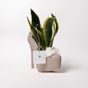 Sansievera Nana in Scarpa tacco cappuccino