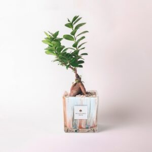 Bonsai ficus ginseng in cubo di vetro decorato Clio Verde