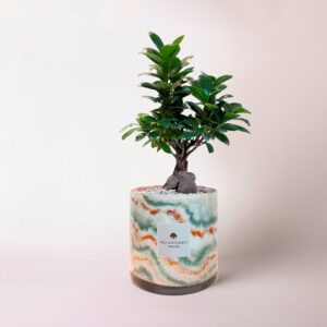Bonsai ficus ginseng in cilindro di vetro decorato Marble
