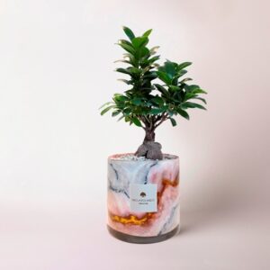 Bonsai ficus ginseng in cilindro di vetro decorato Marble