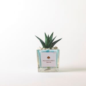 Pianta grassa in cubetto di vetro Clio Azzurro