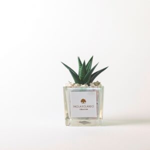 Pianta grassa in cubetto di vetro Clio Rosa