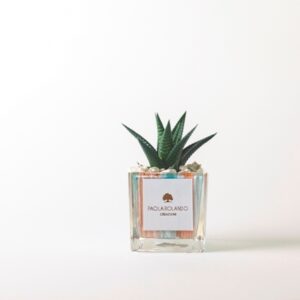 Pianta grassa in cubetto di vetro Clio Verde