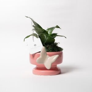 Sansevieria nana in vaso Eden  Farfalla Rosa fondente/cappuccino