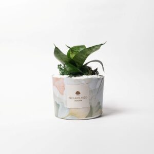 Sansevieria Piccola in Cilindro basso Limited 2025 Marea