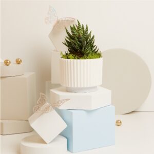 VASETTO CON PIANTINA Ø 6.5 CM E MUSCHIO BASE AZZURRA Ø 9.4X6.7 CM