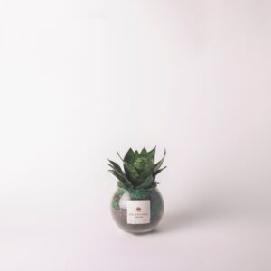 Sansevieria Piccola in Sfera 8 Amazzonia