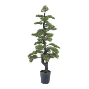 PIANTA PINO BONSAI VERDE CM146