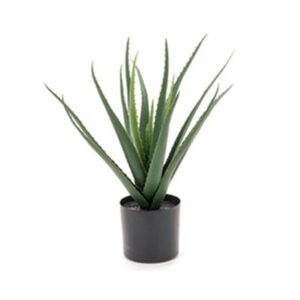 PIANTA ALOE CM46 VERDE