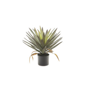 PIANTA YUCCA GLORIOSA CM48 VERDE