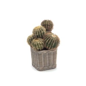 PIANTA CACTUS C/VASO CESTINO CEMENTO CM22 VER