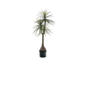 PIANTA YUCCA CM147 VERDE