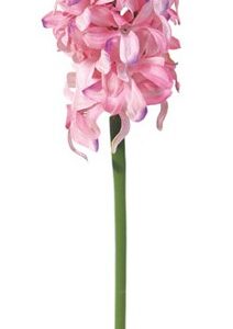 GIACINTO AMY CM33 ROSA