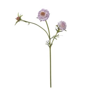 SCABIOSA X3 CM70 LILLA
