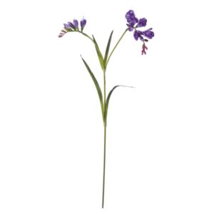 FRESIA JASMINE CM91 PURPLE***