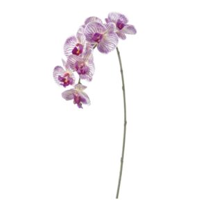 PHALAENOPSIS 3D X7 CM81 PURPLE
