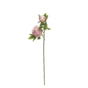 PEONIA C/BOCCIOLO CM55 ROSA