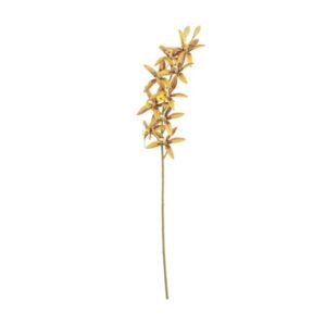 ORCHIDEA BRASSIA X10 CM76 GIALLO