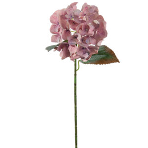 ORTENSIA CHANTAL CM54 LILLA