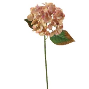 ORTENSIA CHANTAL X5 CM54 ROSA/GIALLO