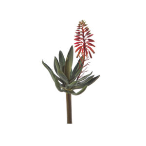 PIANTA GRASSA ALOE C/FIORE CM37 VERDE/ROSSO
