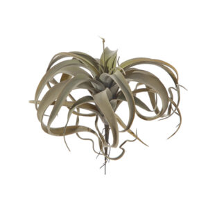 TILLANDSIA CM27 VERDE
