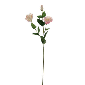 LISIANTHUS  REAL TOUCH CM72 BIANCO/ROSA