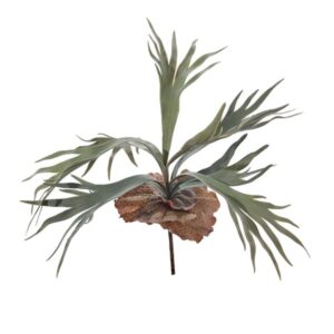 BUSH PLATYCERIUM CM64 VERDE